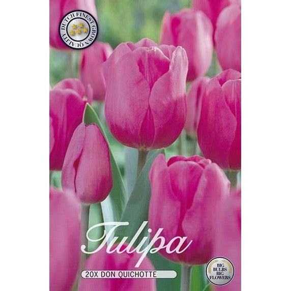 Tulpan Don Quichotte 20-pack